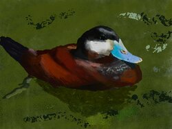 Ruddy duck